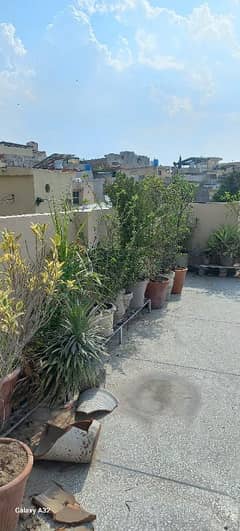 Plants