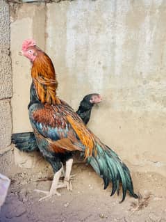 Lakha Aseel murgha