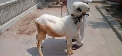 Desi چھترا