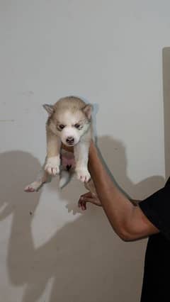 husky