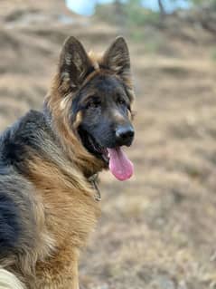 German