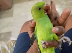 Baby ringneck parrot (03122900727)