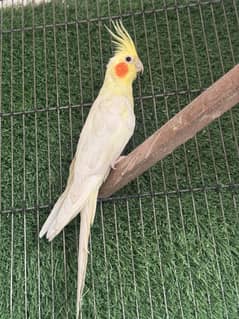 Red eyes Female cocktail