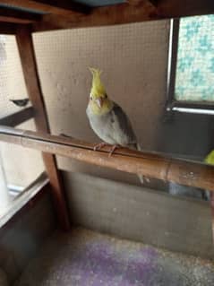 some birds for sale . .