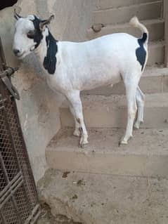 Teddy Munday Khassi