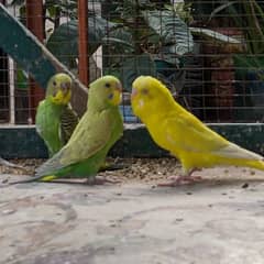 budgies chicks for sale