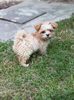 Shihtzu puppy