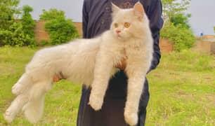Persian cat