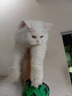 Punchface Persian Female Cat