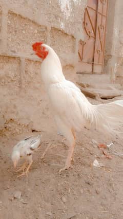 heera murga urgent sale