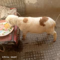 dumba for sale