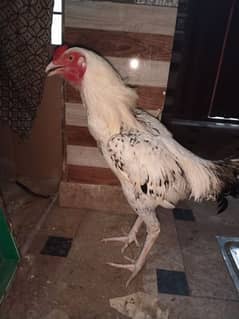 Aseel birds vip males