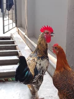 Desi murga murgi jori. . . . 03226968556