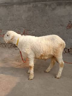 sheep/chtra