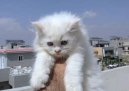 Persian