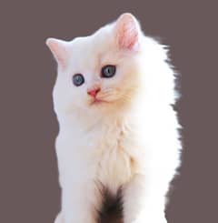 Persian