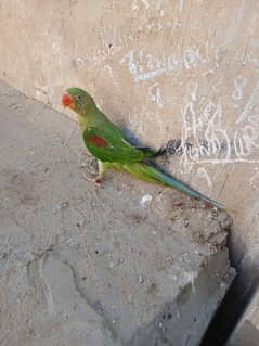 kashmiri parrot