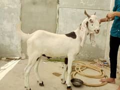 Fresh 2 dant for sale