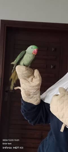 talking raw parrots for sale