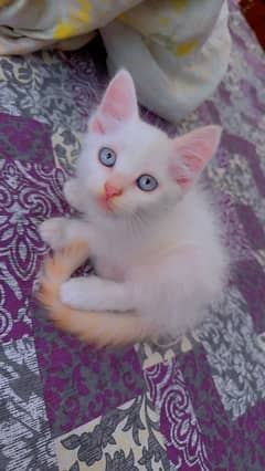 Persian kitten