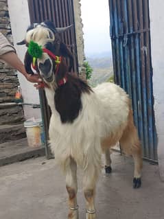 Bakra for Qurbani