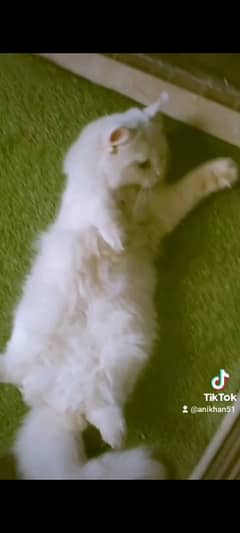 white male cat