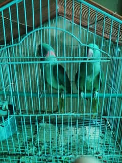 Raw parrots breeder