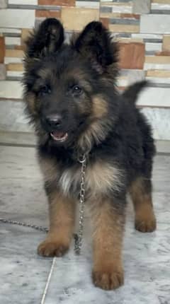 German Shepherd and   Puppies =/WhatsApp 03287625932