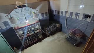Bird Cages Excellent Condition