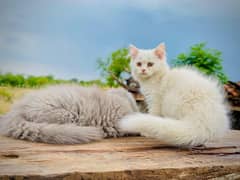 Persian cats triple coated with long fur