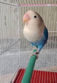 Blue Opalino love birds