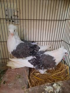 Frill Pigeon Pigeon for sale