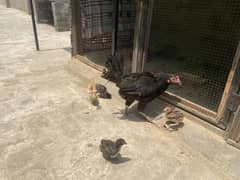 Aseel hen with 5 chicks