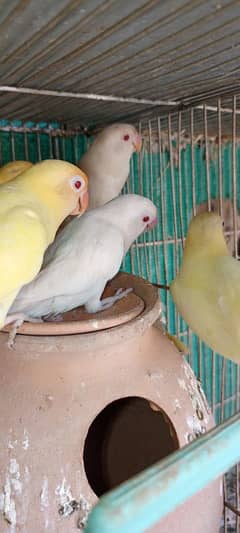 Creamino decinu albino red eyes