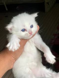 4. . . pices. . he. . . total. . . 50000. . 4pices. . ke