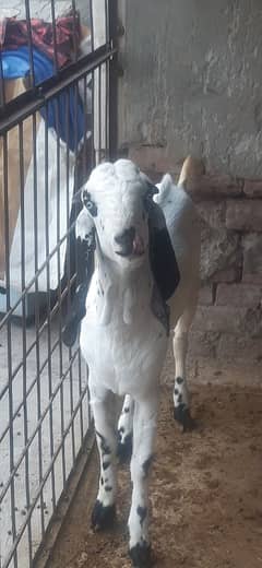 bakrat