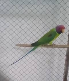 plum head breeder male