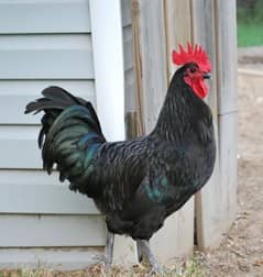 Black Australorp male German breed