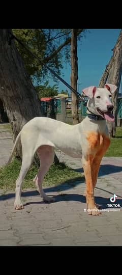 pure lappi gultair female age 6 month for sale