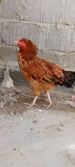 aseel Mianwali Kurak hen available for sale