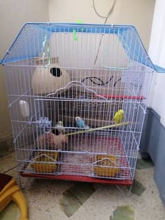 Parrot with parrot cage