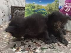 home breed ha Pershian kittens for sale