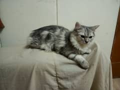 adult and kitten for sale