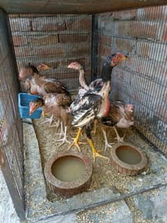 Aseel Chiks