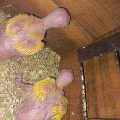 yellow ringneck chicks