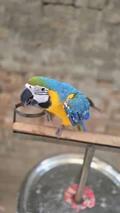 talha