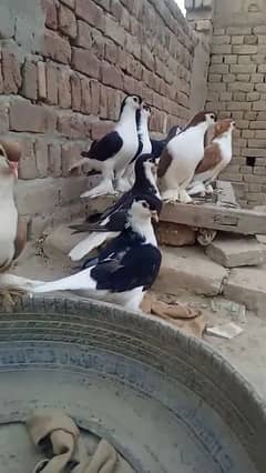 sherazi