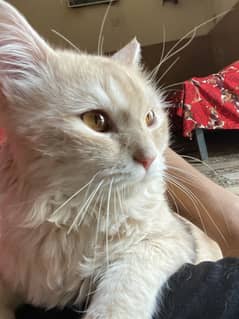 Persian Cat Brown eyes Double Coted