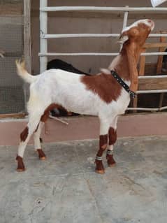 Bakra for Qurbani 2k25
