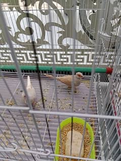 australian parrots